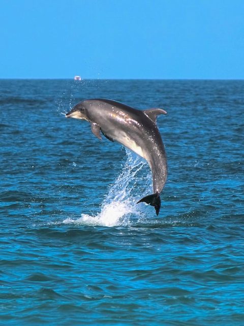 Dolphin Picture_01